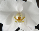 Photography--Color-FloralOrchid I