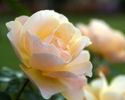 Photography--Color-FloralPeach Rose