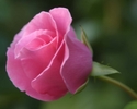 Photography-Pink Rosebud