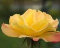 Photography--Color-FloralYellow Rose