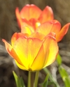 Photography--Color-FloralYellow & Orange Tulips
