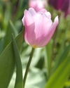 Photography--Color-FloralSoft Purple & White Tulips