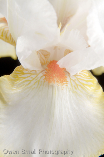 Photography-Floral-Halloween Halo Iris I w