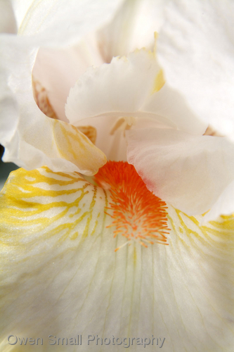 Photography-Floral-Halloween Halo Iris II-W