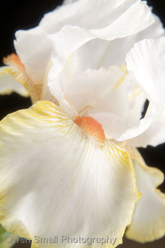 Photography-Floral-Halloween Halo Iris III-W