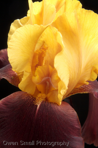 Photography-Floral-Supreme Sultan Iris 006-W