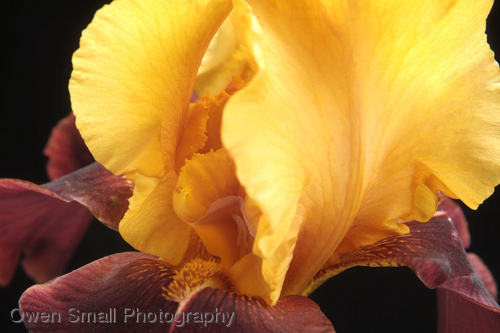 Photography-Supreme Sultan 007-W