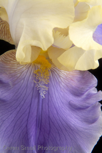 Photography-Floral-Edith Wolford Iris 47