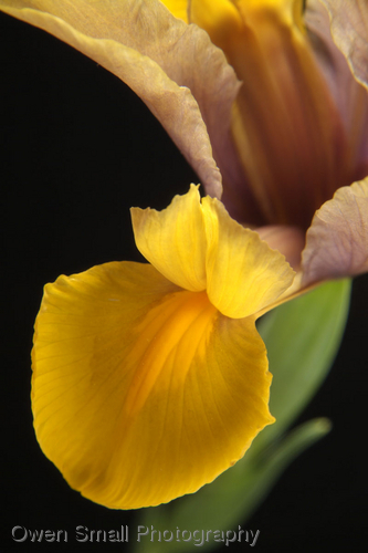 Photography-Floral-Siberian Iris 0036-W