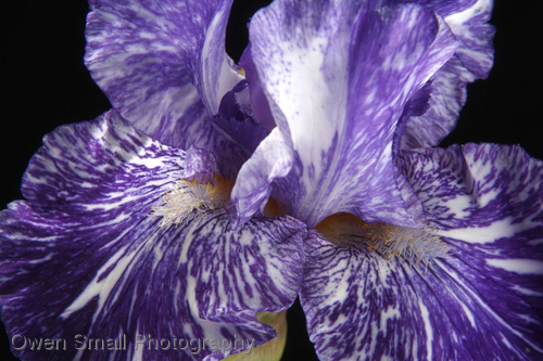 Photography-Floral-Royal Blue Batik Iris0035-W