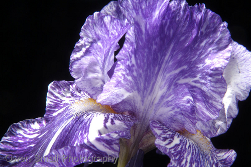 Photography-Floral-Royal Blue Batik Iris0068-W