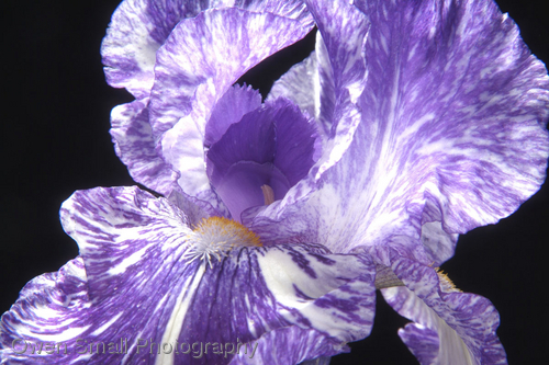 Photography-Floral-Royal Blue Batik Iris0055-W
