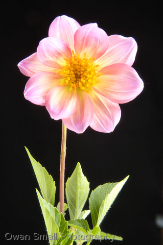 Photography-Floral-Dalhia
