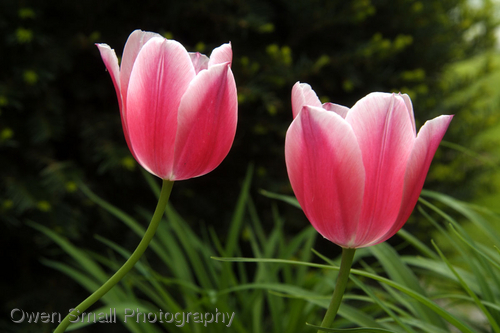 Photography-Floral-Tulips II
