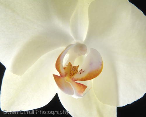 Photography-Floral-Orchid I