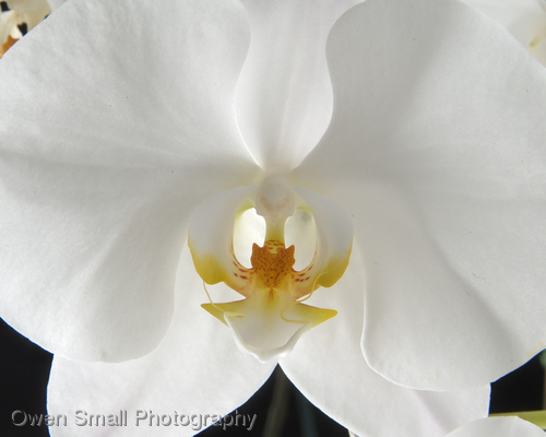 Photography-Floral-Orchid I