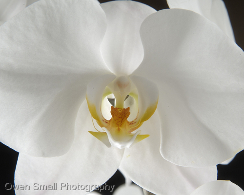 Photography-Floral-Orchid I