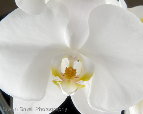 Photography-Orchid I