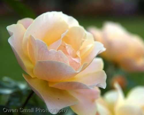 Photography-Floral-Peach Rose