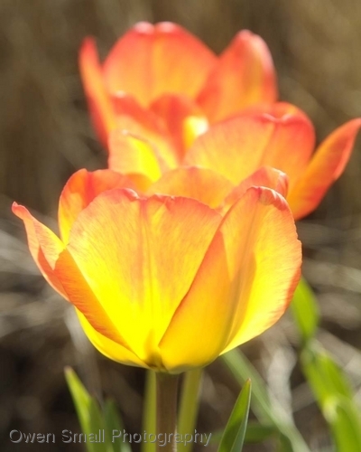 Photography-Floral-Yellow & Orange Tulips