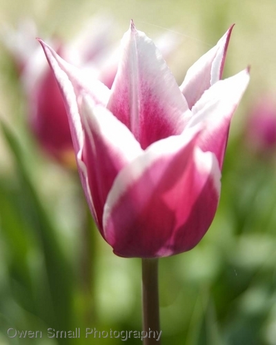 Photography-Floral-Purple & White Tulips
