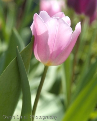 Photography-Floral-Soft Purple & White Tulips
