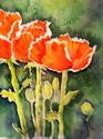 Poppy