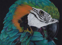Susan H Strok - Animals Drawing Susan Helen Strok, colored pencil drawing, parrot in colored pencil - Animals Drawing