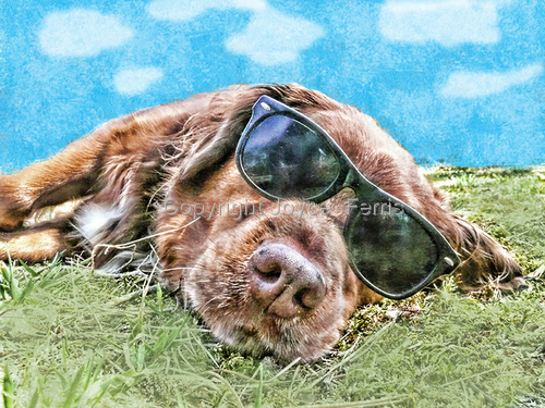 Digital Art-Animals-Hollywood Boone