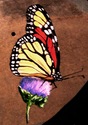 Butterfly #3