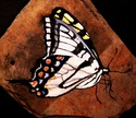 Butterfly #8
