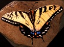 Butterfly #10