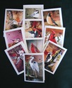 Bird Art Cards