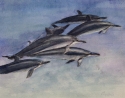 Bottlenose%20Dolphins (thumbnail)