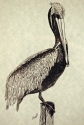 Brown%20Pelican (thumbnail)