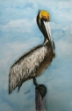 Brown%20Pelican (thumbnail)