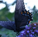 Butterfly%20VI (thumbnail)