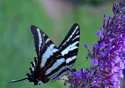Zebra%20II (thumbnail)