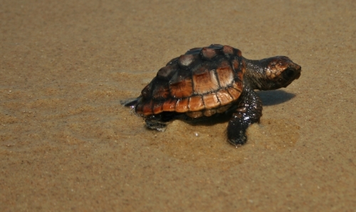 Baby%20Loggerhead%20II (thumbnail)
