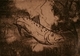 Print Making--Etchings-AnimalsFish Out of Water