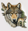 wolf%20illustration (thumbnail)