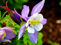Columbine Flower Columbine%20Flower (thumbnail)