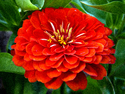 Dahlia Dahlia (thumbnail)