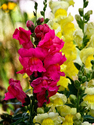 Snapdragon Flowers Snapdragon%20Flowers (thumbnail)
