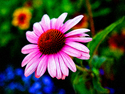 Spring Glory Spring%20Glory (thumbnail)