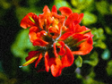 Indian Paintbrush Indian%20Paintbrush (thumbnail)