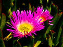 Pacific Ice Plant Flower Pacific%20Ice%20Plant%20Flower (thumbnail)