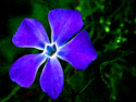 Vinca Flower Vinca%20Flower (thumbnail)