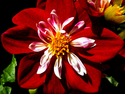 Regal Red Regal%20Red (thumbnail)