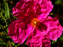 Pink Parasol Pink%20Parasol (thumbnail)